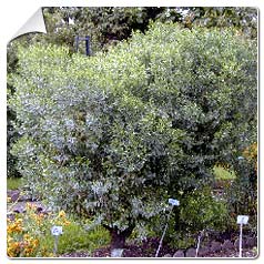 baccharis halimifolia